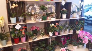 Fleuriste une jolie fleur 2