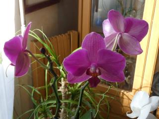 Fleuriste LES FLEURS D'EMILIE 0