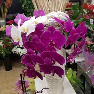 Fleuriste Nuance Florale 0