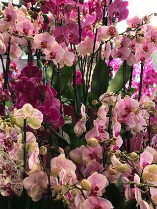 Fleuriste Euro Parc 0