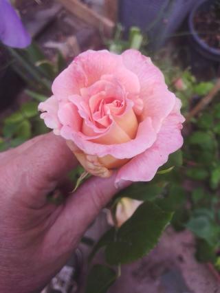 Fleuriste Fleurs Et Passion 0