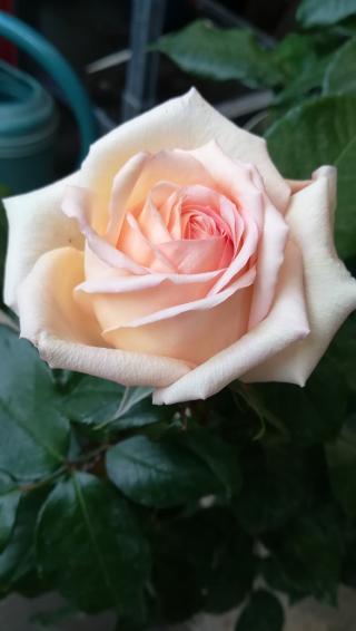 Fleuriste Les jardins de Fontainebleau 0