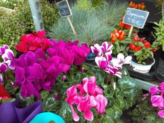 Fleuriste Green Corner Le Havre Les Halles 0