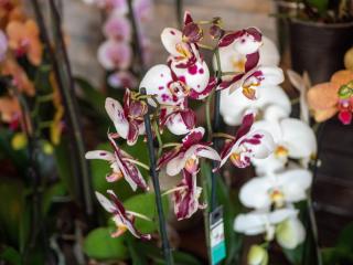 Fleuriste Les Créations Florales de Nany 0