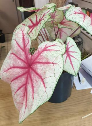 Fleuriste L Atelier de Victor 2