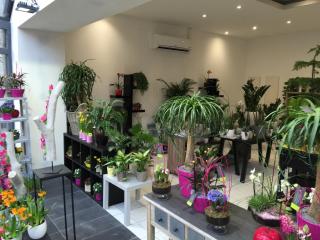 Fleuriste Inflorescence 0