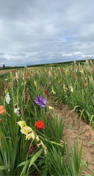 Fleuriste Fleurs à couper 67 0