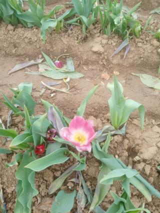 Fleuriste Fleurs à couper 67 0