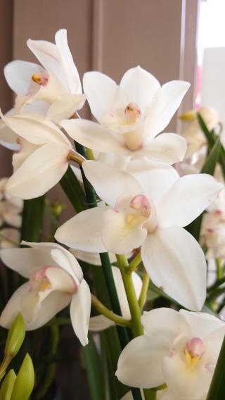 Fleuriste Collin Fleurs | Neuilly-sur-Seine 0