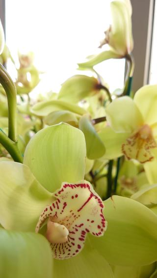 Fleuriste Collin Fleurs | Neuilly-sur-Seine 0