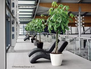 Fleuriste Deco Plante 0