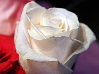 Fleuriste Aux Iris 0