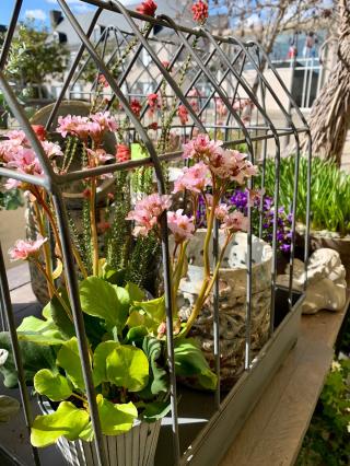 Fleuriste Histoire De Fleurs 0