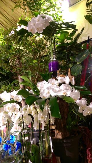 Fleuriste Vertiges Fleurs 0