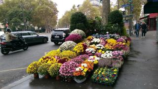 Fleuriste Vertiges Fleurs 0