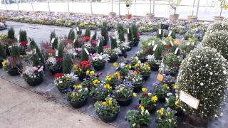 Fleuriste Grandet valerie horticulture 1