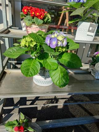 Fleuriste Oh! Les Fleurs - Artisan fleuriste Lille Centre 0