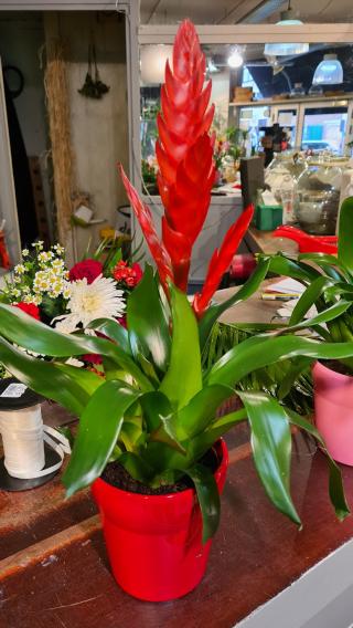 Fleuriste Oh! Les Fleurs - Artisan fleuriste Lille Centre 0