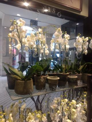 Fleuriste Maison Beaufrere 0