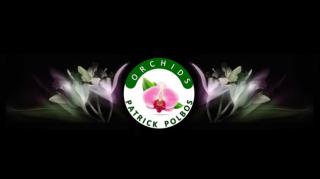 Fleuriste Patrick POLBOS Orchids 0
