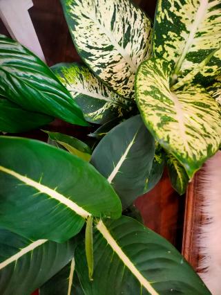 Fleuriste Il Etait Une Fleur 0