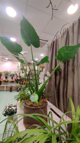 Fleuriste Le Jardin de Béatrice 0