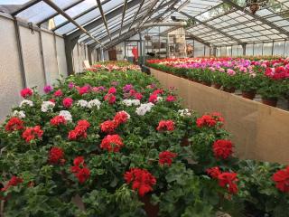 Fleuriste Petales & Pistils - Artisan Fleuriste 0