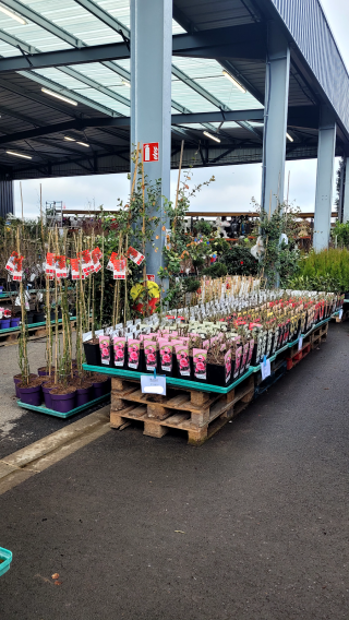 Fleuriste Promofleur - Jardinerie - Animalerie 1