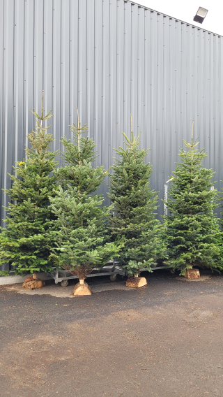 Fleuriste Promofleur - Jardinerie - Animalerie 0