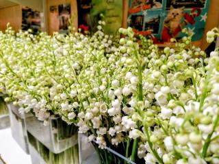 Fleuriste Audeline Fleurs 0