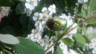 Fleuriste Orphee Fleurs 0