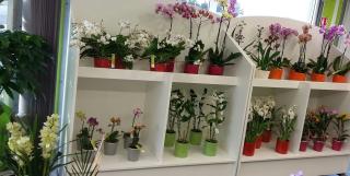 Fleuriste Agath' et Fleurs 0