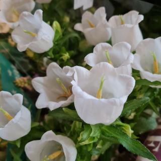 Fleuriste Fleuriste Un jour, une fleur Strasbourg 0