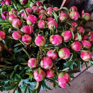 Fleuriste Fleuriste Un jour, une fleur Strasbourg 0