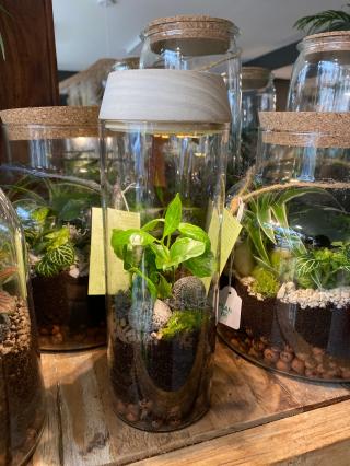 Fleuriste BERANGERE - PLAN Bé La boutique du végétal 0