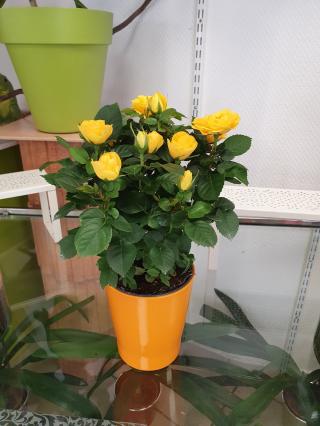 Fleuriste vivafleurs 0