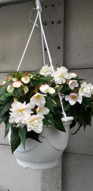 Fleuriste MICHOUX Horticulture 1