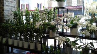 Fleuriste Fleuriste city fleuriste 0