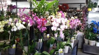 Fleuriste Fleuriste city fleuriste 0