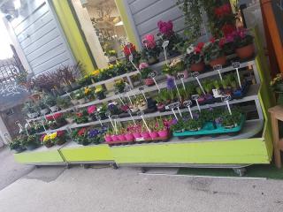 Fleuriste Le jardin de lily 0