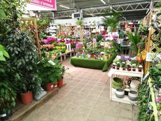 Fleuriste JARDINERIE GRAND CAP 0