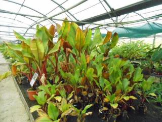 Fleuriste TROPICAFLORE SARL 2