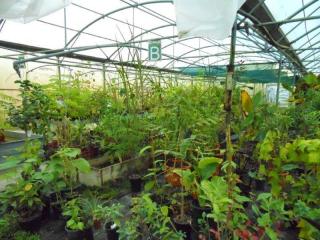 Fleuriste TROPICAFLORE SARL 0