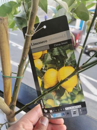 Fleuriste TROPICAFLORE SARL 0