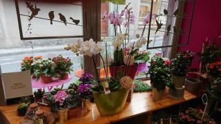 Fleuriste COMME UNE FLEUR 0