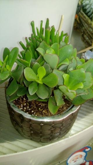 Fleuriste Jardinerie Kiriel Jardilim 0