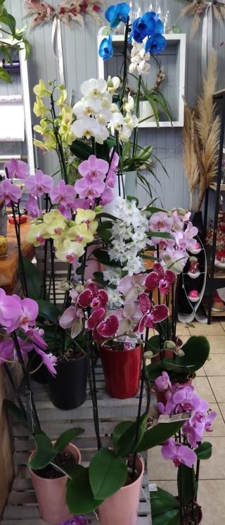 Fleuriste Mille et Une Fleurs 0