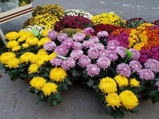 Fleuriste Fleurs et Jardins 0