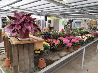 Fleuriste Perrin Fleurs 0