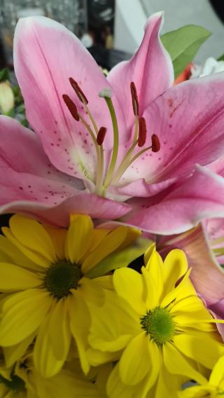 Fleuriste A la Fleur Hollandaise 0